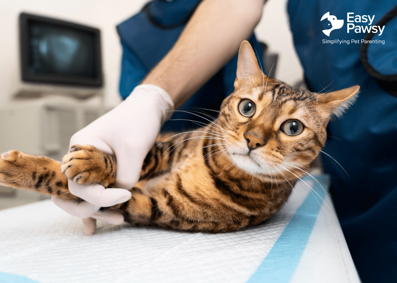 The Ultimate Guide to Cat Vaccinations - Easypawsy.in